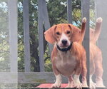 Small Photo #3 Bagle Hound Puppy For Sale in Brookville, OH, USA