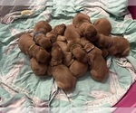 Small #6 Golden Retriever