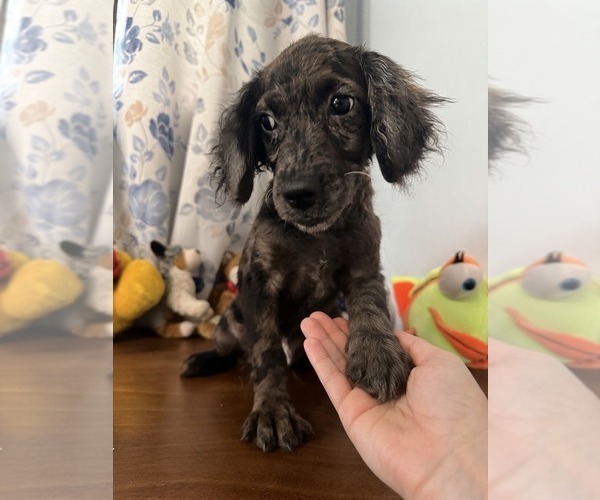 Medium Photo #5 Cockapoo (Miniature) Puppy For Sale in DURHAM, CT, USA