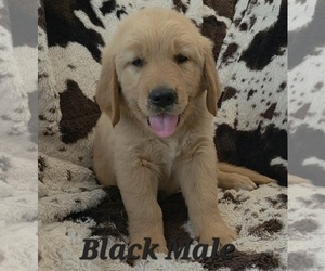 Golden Retriever Puppy for Sale in CRAWFORDVILLE, Florida USA