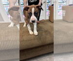 Small #7 Great Dane Mix