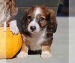 Small Photo #2 Dachshund Puppy For Sale in MYERSTOWN, PA, USA