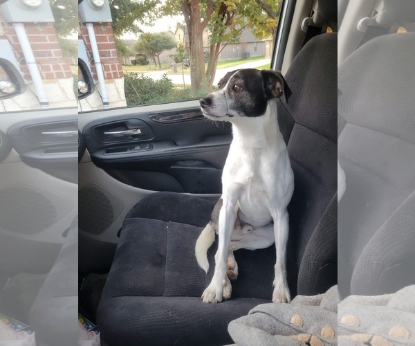 Medium Photo #1 Jack Russell Terrier Puppy For Sale in McKinney, TX, USA