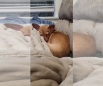 Small #2 Chihuahua
