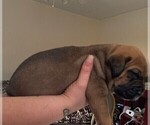 Small Photo #2 Bullmastiff Puppy For Sale in COLUMBUS, GA, USA