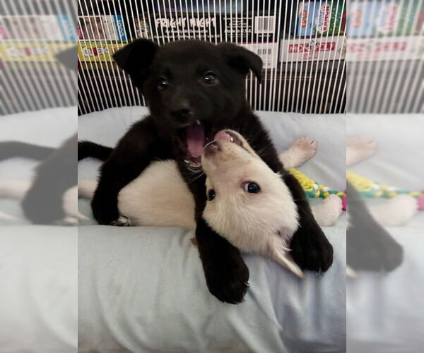 Medium Photo #10 Shepradors Puppy For Sale in Princeton, MN, USA