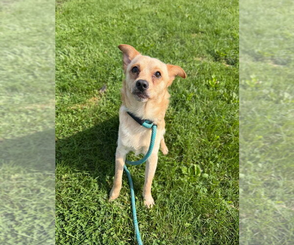 Medium Photo #2 Chihuahua-Unknown Mix Puppy For Sale in Pierceton , IN, USA