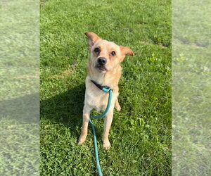 Fluffy - Male Chihuahua-Unknown Mix Dog for Adoption - Photo #2