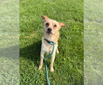 Small #1 Chihuahua Mix