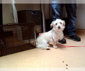 Mutt Dogs for adoption in Martinez, CA, USA