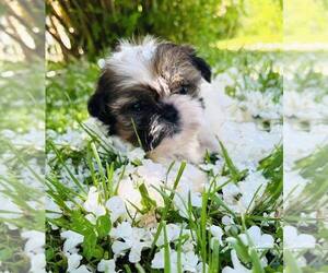 Shih Tzu Puppy for sale in CAMPBELLSBURG, KY, USA