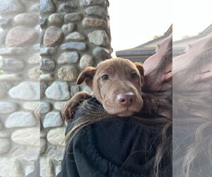 Archie - Male Labrador Retriever-Unknown Mix Dog for Adoption - Photo #22