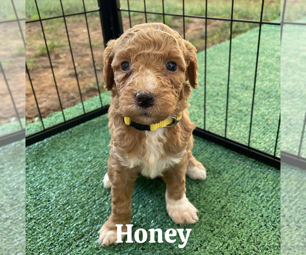 Medium Photo #8 Goldendoodle (Miniature) Puppy For Sale in NASHVILLE, TN, USA