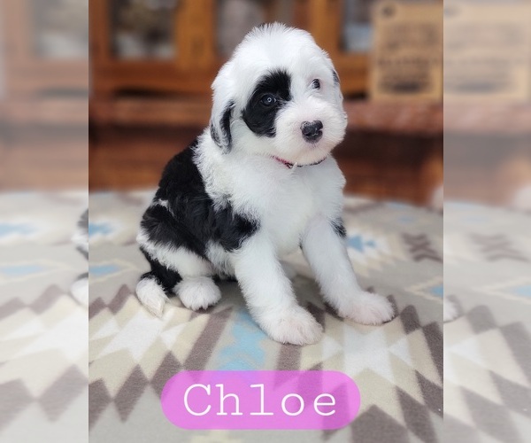 Medium Photo #2 Sheepadoodle Puppy For Sale in GOLDEN CITY, MO, USA
