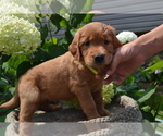 Small #5 Golden Retriever