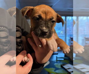 Mastiff-Unknown Mix Dogs for adoption in Clarkston, MI, USA