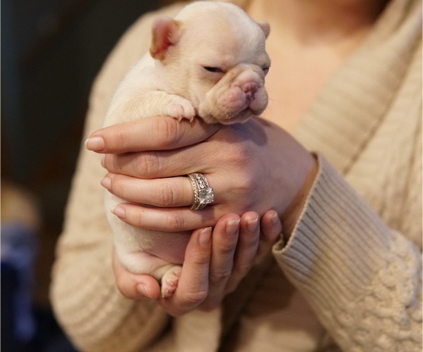 Medium Photo #1 French Bulldog Puppy For Sale in HOBART, IN, USA