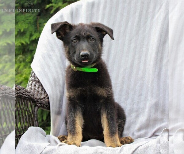 Medium Photo #2 German Shepherd Dog Puppy For Sale in KINZERS, PA, USA