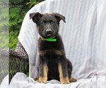Small Photo #2 German Shepherd Dog Puppy For Sale in KINZERS, PA, USA