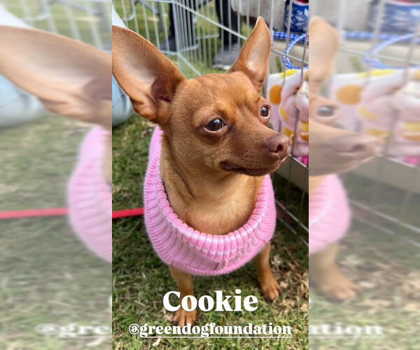 Medium Photo #4 Chihuahua Puppy For Sale in Lake Elsinore, CA, USA