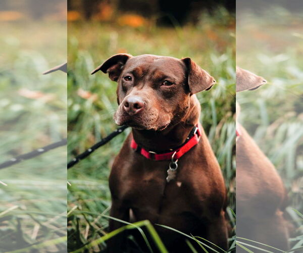 Medium Photo #30 American Staffordshire Terrier-Labrador Retriever Mix Puppy For Sale in Holly Springs, NC, USA