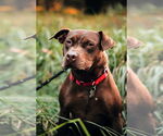 Small #29 American Staffordshire Terrier-Labrador Retriever Mix