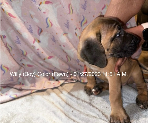 Medium Photo #1 Cane Corso Puppy For Sale in BRANDYWINE, MD, USA