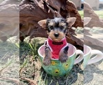 Small #3 Yorkshire Terrier