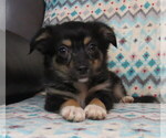 Small #6 Chihuahua