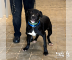 Small #2 Labrador Retriever-Retriever  Mix