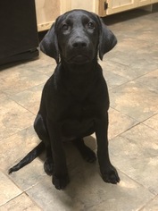Labrador Retriever Puppy for sale in WALLER, TX, USA