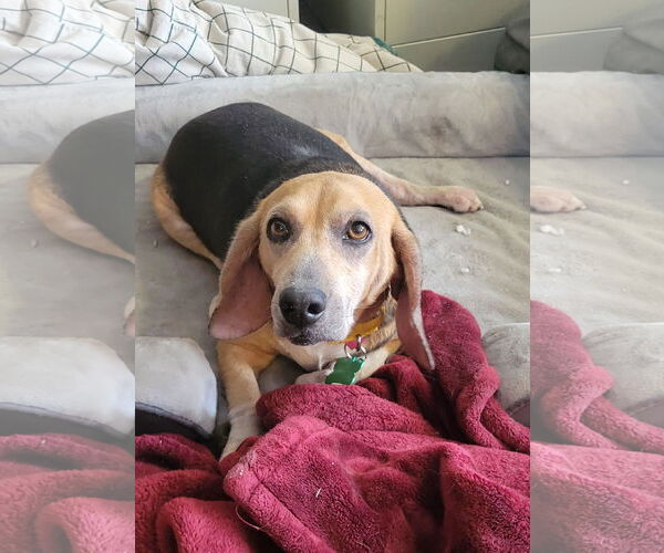 Medium Photo #3 Beagle Puppy For Sale in Las Vegas, NV, USA