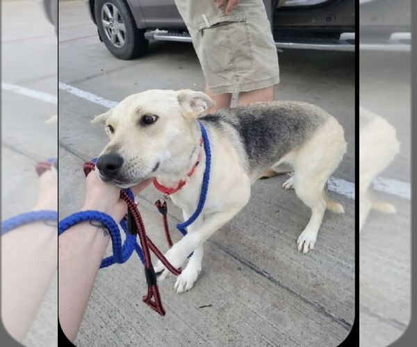 Medium Photo #5 German Shepherd Dog-Unknown Mix Puppy For Sale in Winston Salem, NC, USA