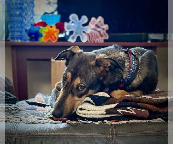 Medium Photo #4 Doberman Pinscher-Unknown Mix Puppy For Sale in Sandy, UT, USA