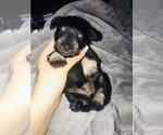 Small Photo #5 Schnauzer (Miniature) Puppy For Sale in ABAC, GA, USA