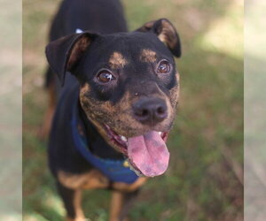 American Staffordshire Terrier-Unknown Mix Dogs for adoption in San Antonio, TX, USA