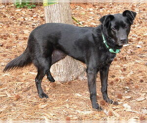 Nyla - Female Colonial Cocker Spaniel-Unknown Mix Dog for Adoption - Photo #2