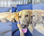 Small #18 Anatolian Shepherd-Labrador Retriever Mix