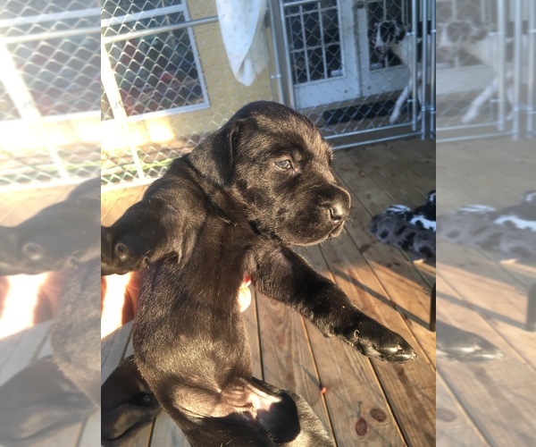 Medium Photo #4 Great Dane Puppy For Sale in RDG MNR EST, FL, USA