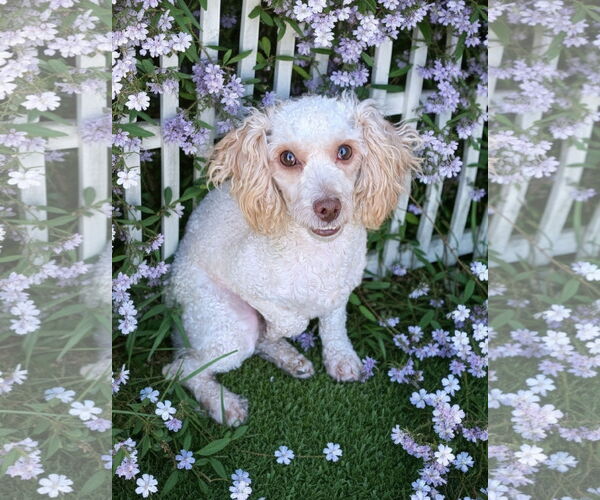 Medium Photo #1 Poodle (Toy)-Unknown Mix Puppy For Sale in Oakhurst, NJ, USA