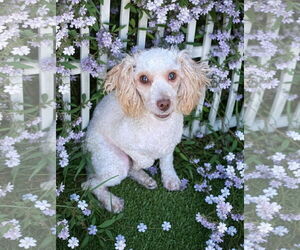 Poodle (Toy)-Unknown Mix Dogs for adoption in Oakhurst, NJ, USA