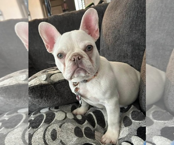 Medium Photo #1 French Bulldog Puppy For Sale in BEAUFORT, SC, USA
