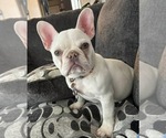 Small Photo #1 French Bulldog Puppy For Sale in BEAUFORT, SC, USA
