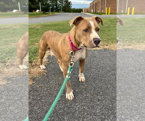 Valley: At shelter - Female Mutt Dog for Adoption - Photo #2