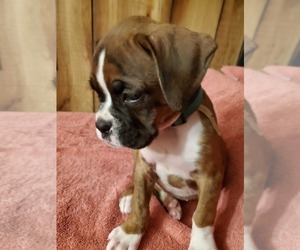 Boxer Puppy for sale in AMELIA, VA, USA