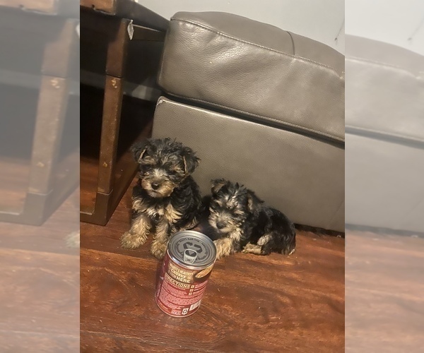 Medium Photo #2 Yorkshire Terrier Puppy For Sale in TAMPA, FL, USA