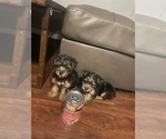 Small Photo #2 Yorkshire Terrier Puppy For Sale in TAMPA, FL, USA