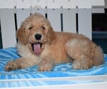 Small #4 Poodle (Standard)