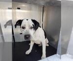 Small American Staffordshire Terrier Mix