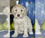 Small Photo #16 Australian Labradoodle Puppy For Sale in WASHINGTON, NC, USA